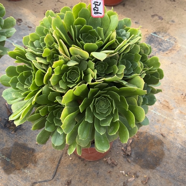 17-126绿羊绒多肉植物