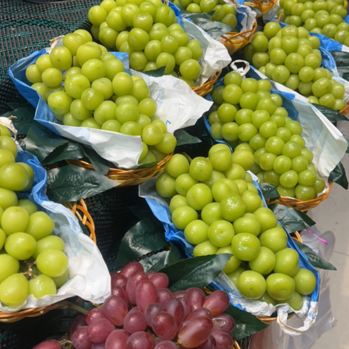 晴王葡萄称完再拍黑龙江省