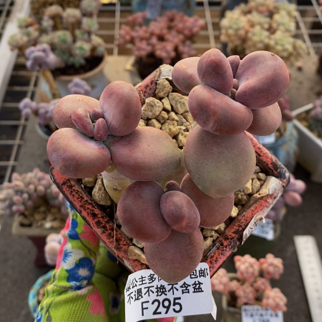 芒果奶酪金蟾Kk奶295/8c m mo