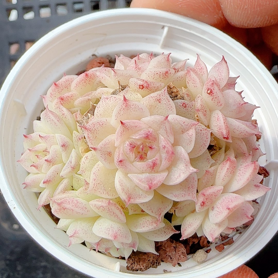 1231-36（ttp-33）优选