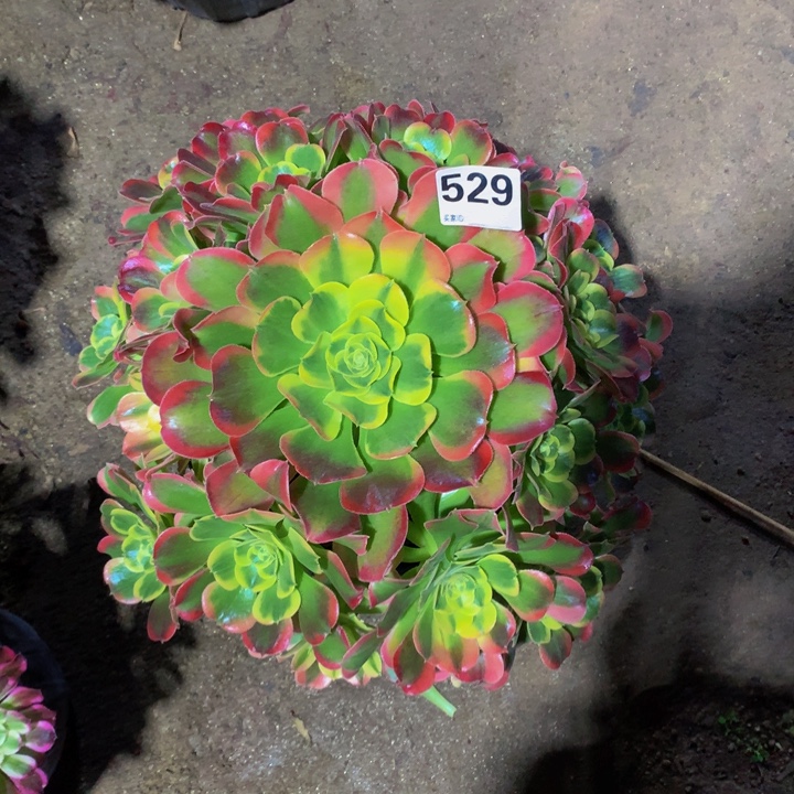 顺***上无花朵换52900000000