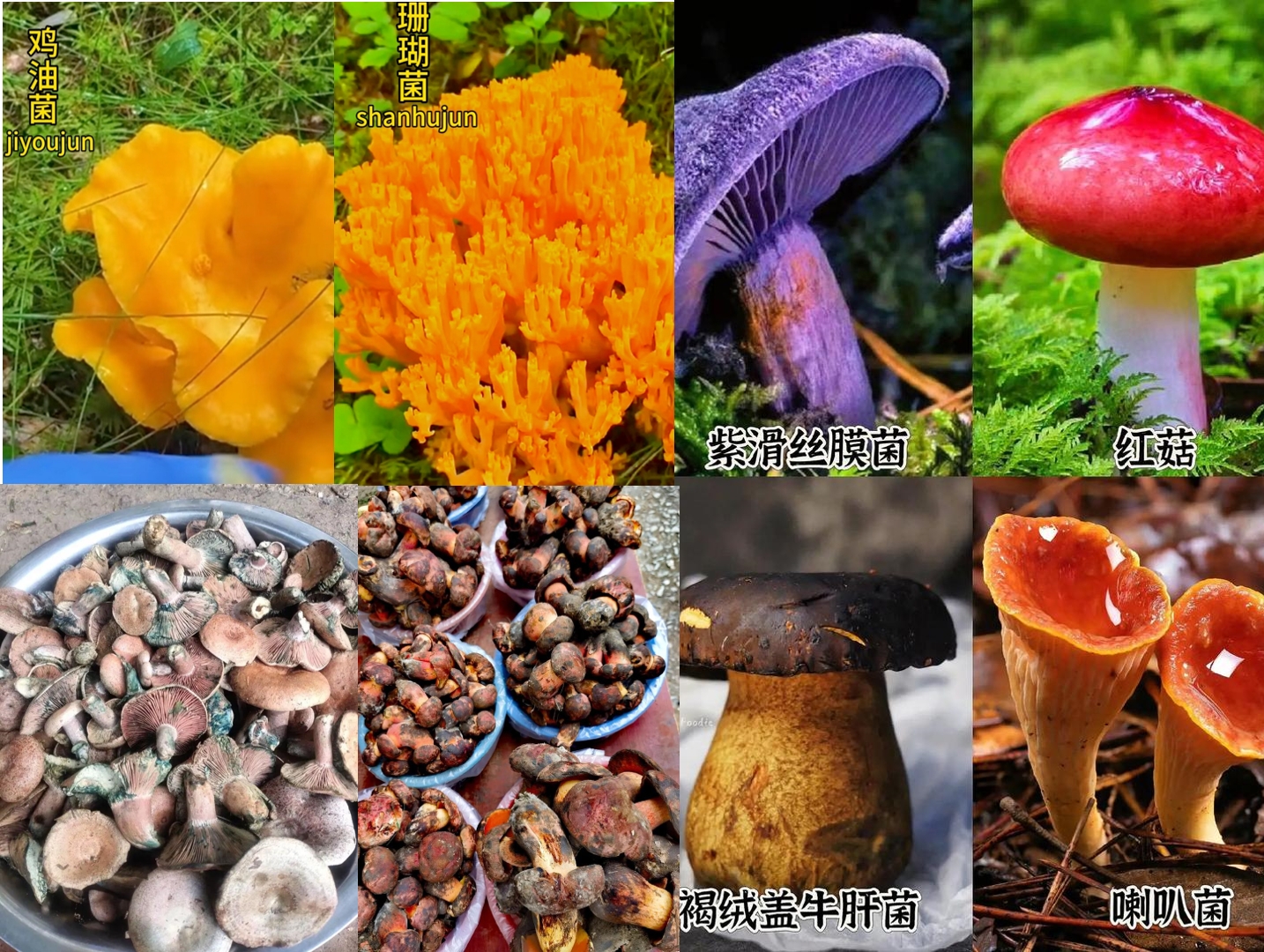 【飞老师用心甄选】山菌菇2【代替链接】量大优惠