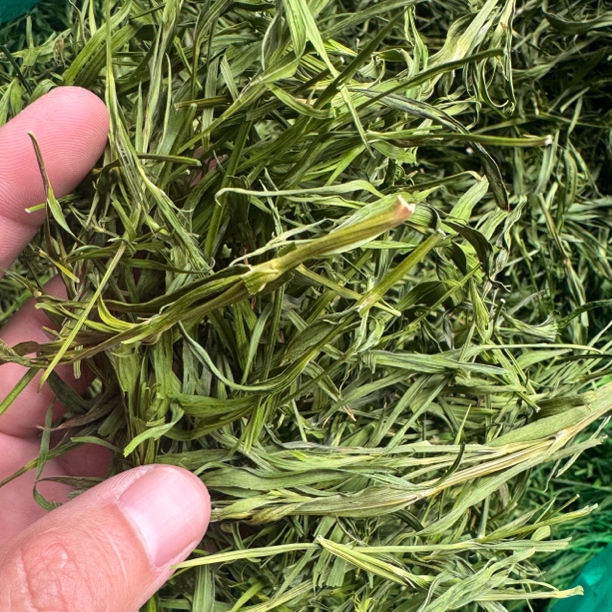 中缅农品-雪域高山石竹（雪山清）