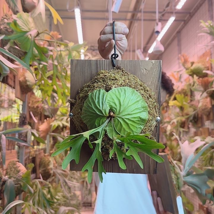 无花朵立叶矮种亚猴a28