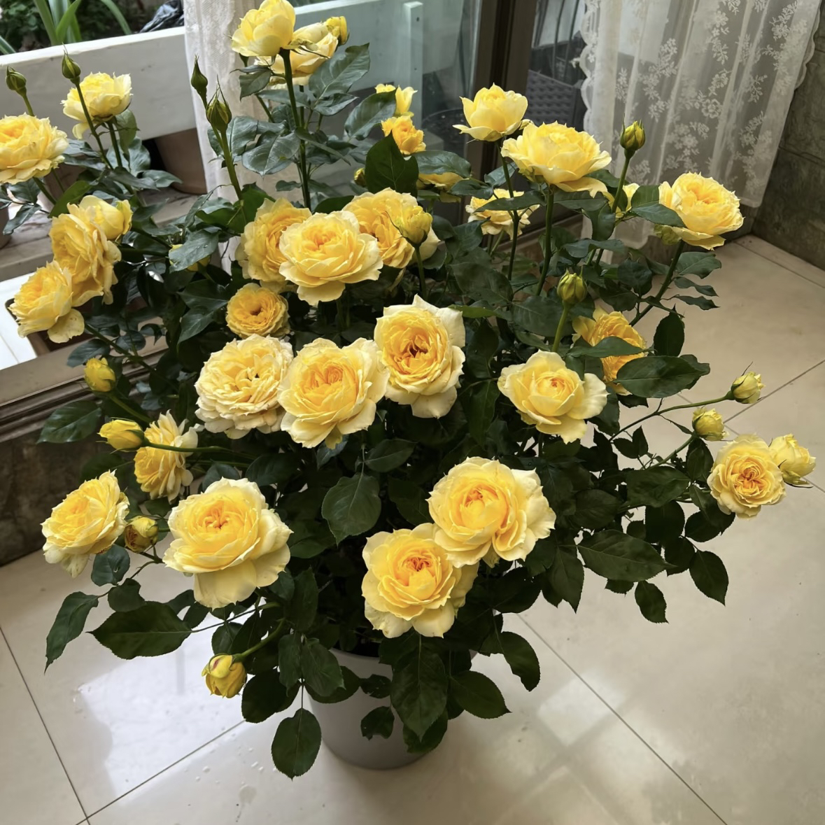 【阳光古董】大切花 直立好养花期长1加仑2.5L根接苗云南发货