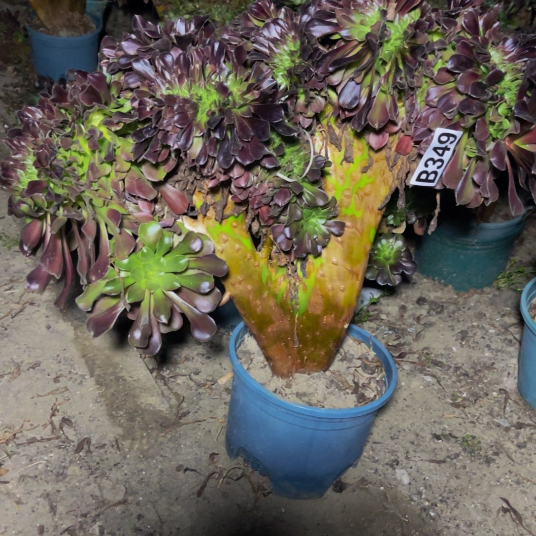 欧紫法师28//51包邮偏远除外