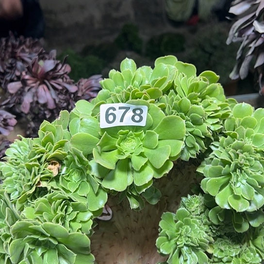 兰***多肉植物一个绿玫瑰678