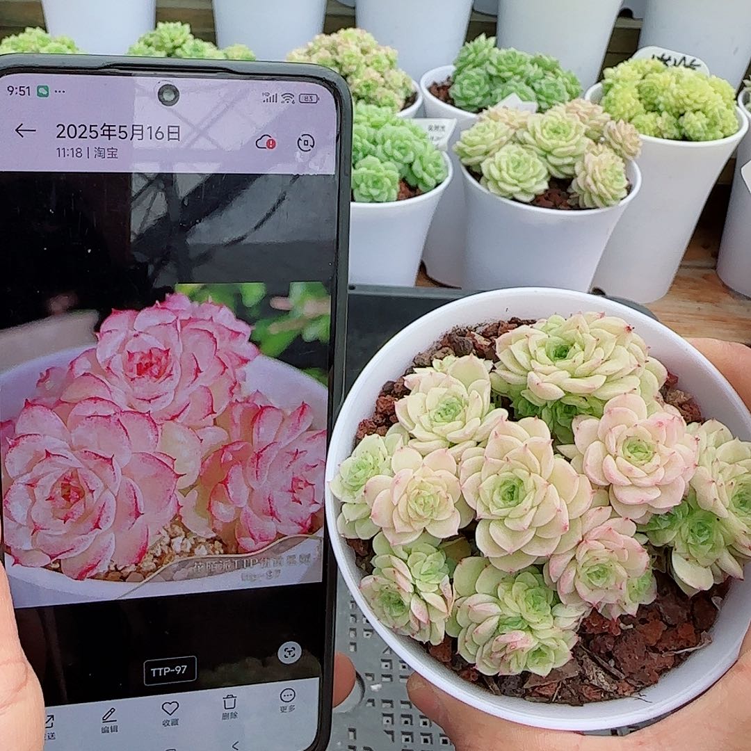 【闪购商品】0526-41（ttp-97）