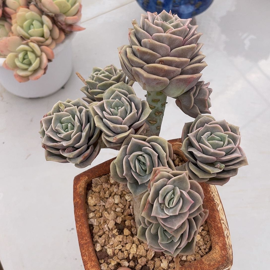 可爱玫瑰多肉多肉