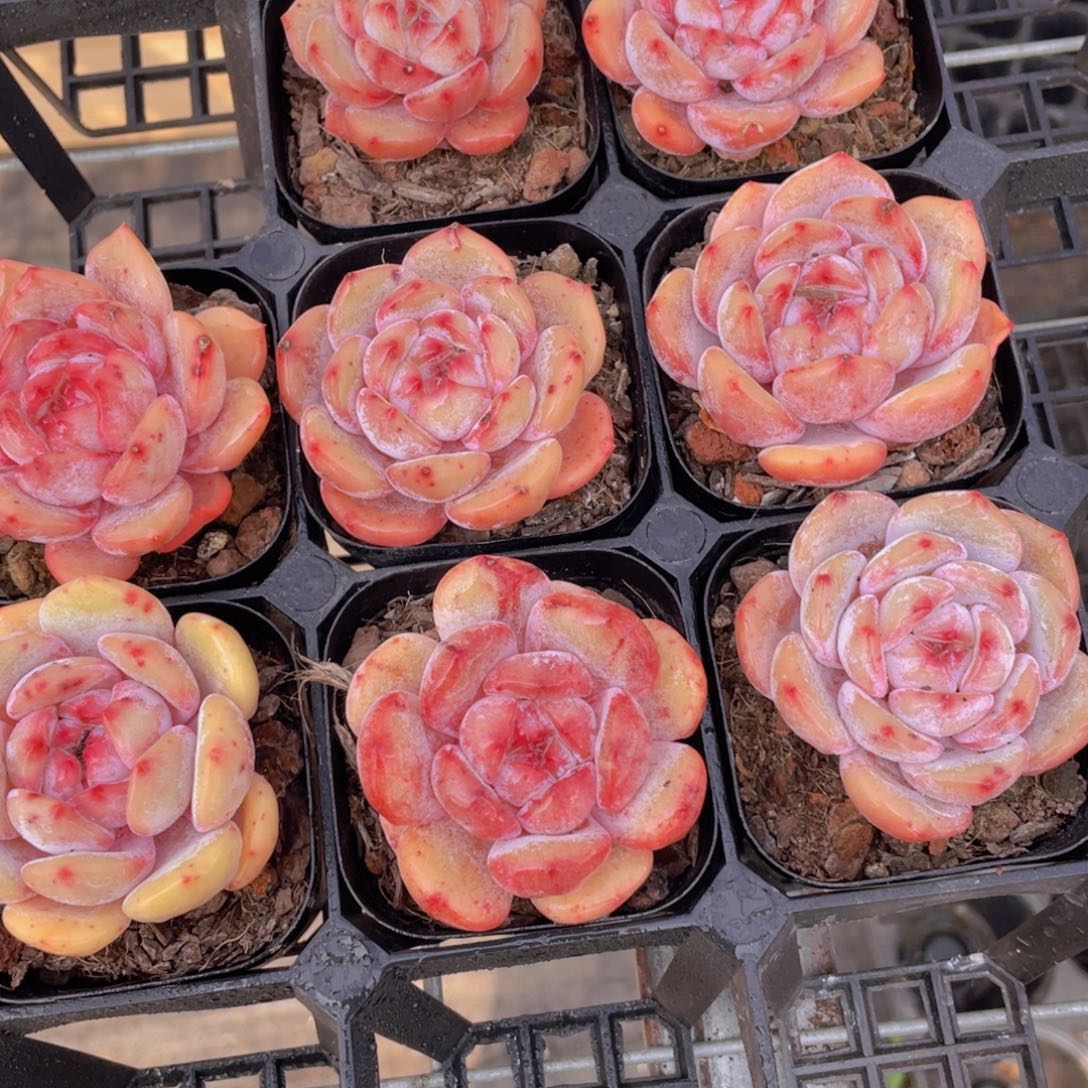 1342号 丸叶全状态包包橙单头一个