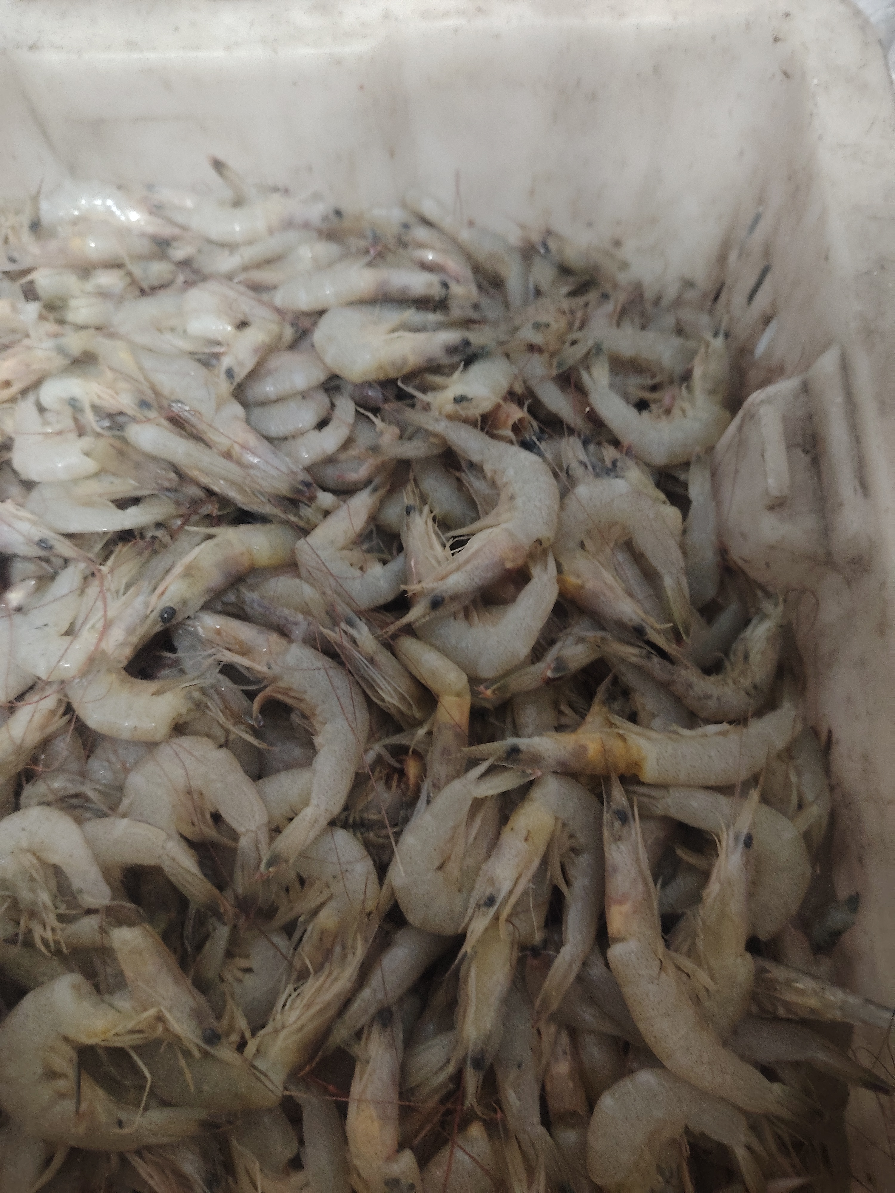 连云港野生羊毛虾