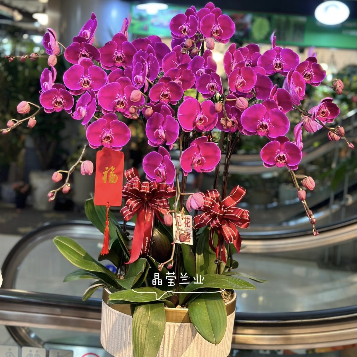 天后一号蝴蝶兰 明日达 北京同城蝴蝶兰基地 专车配送上门