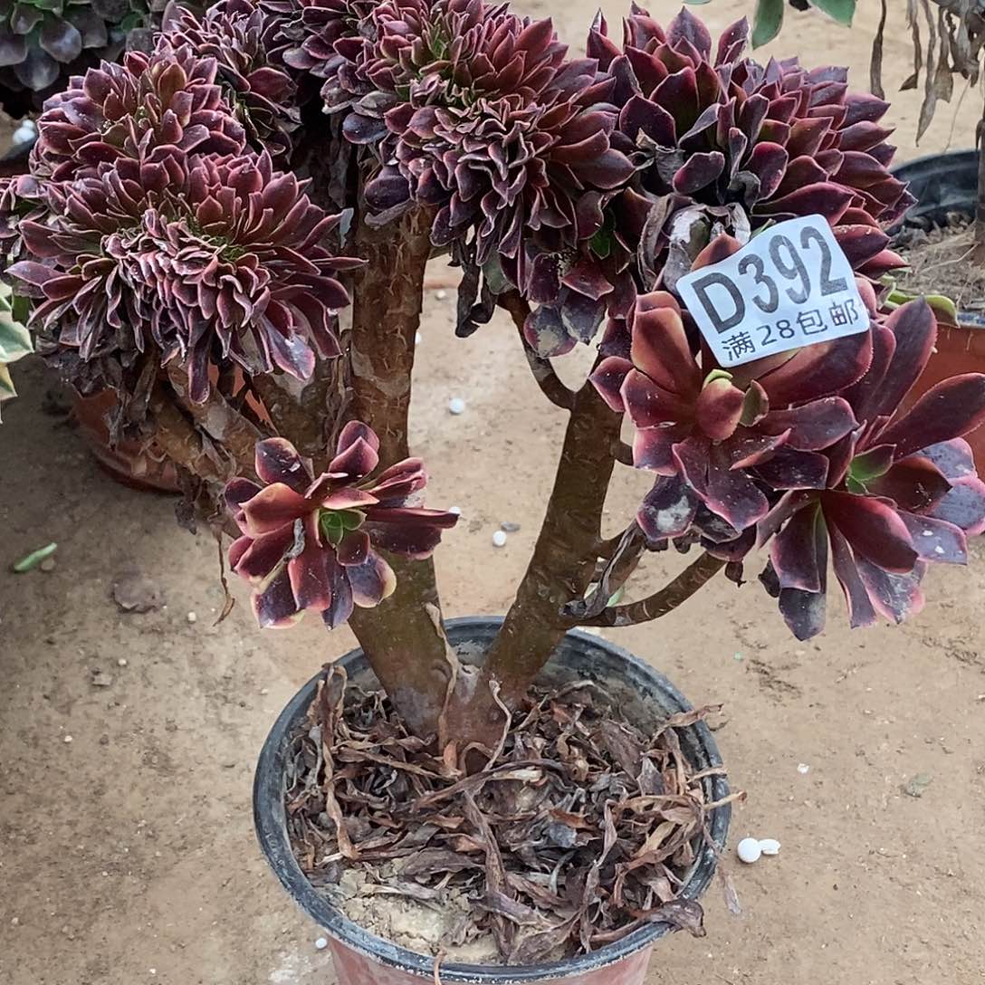 392 多肉植物不包断枝