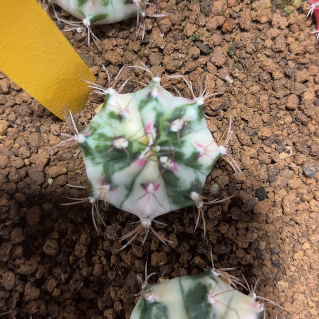 L675-0102泰国发货