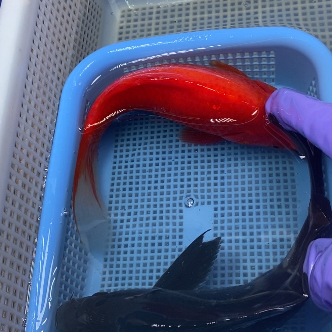 锦鲤冷水锦鲤包邮