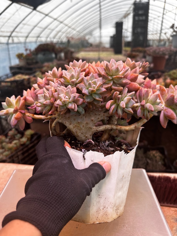 大盆淡雪缀（可一物一拍）满三随机送一 多肉植物