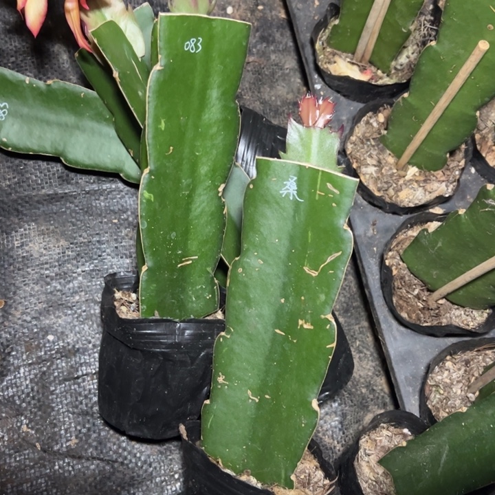 小***燕桑吉塔加083各一颗