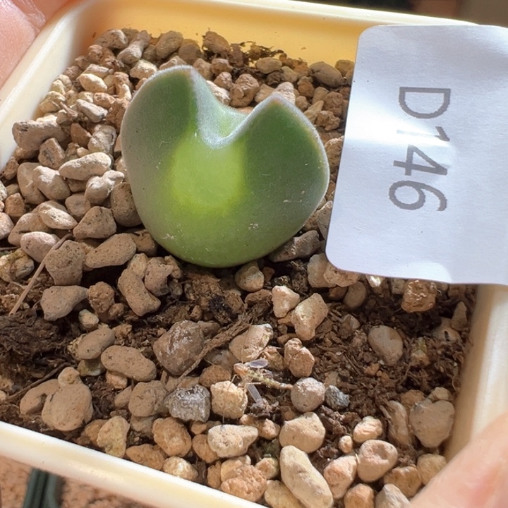 甘***呢w/146青蛙3年大眼空蝉。  