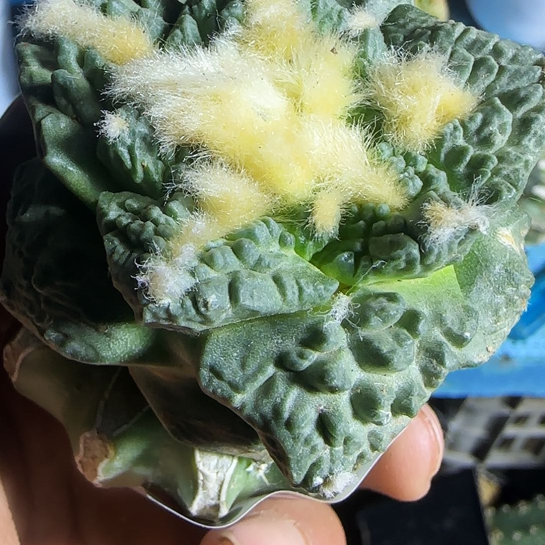 金毛蓝皮龟甲牡丹821。 