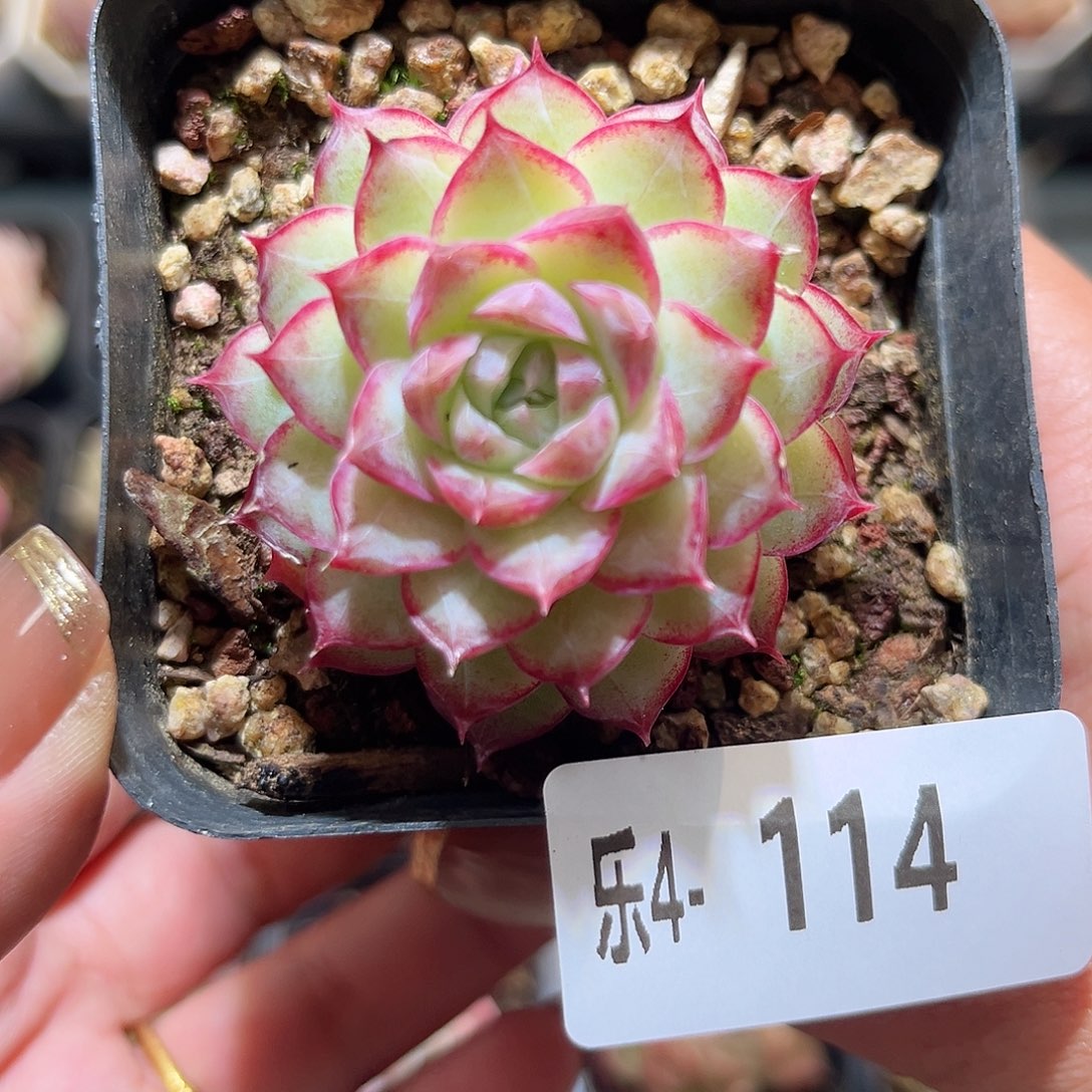 乐4-114女王单头