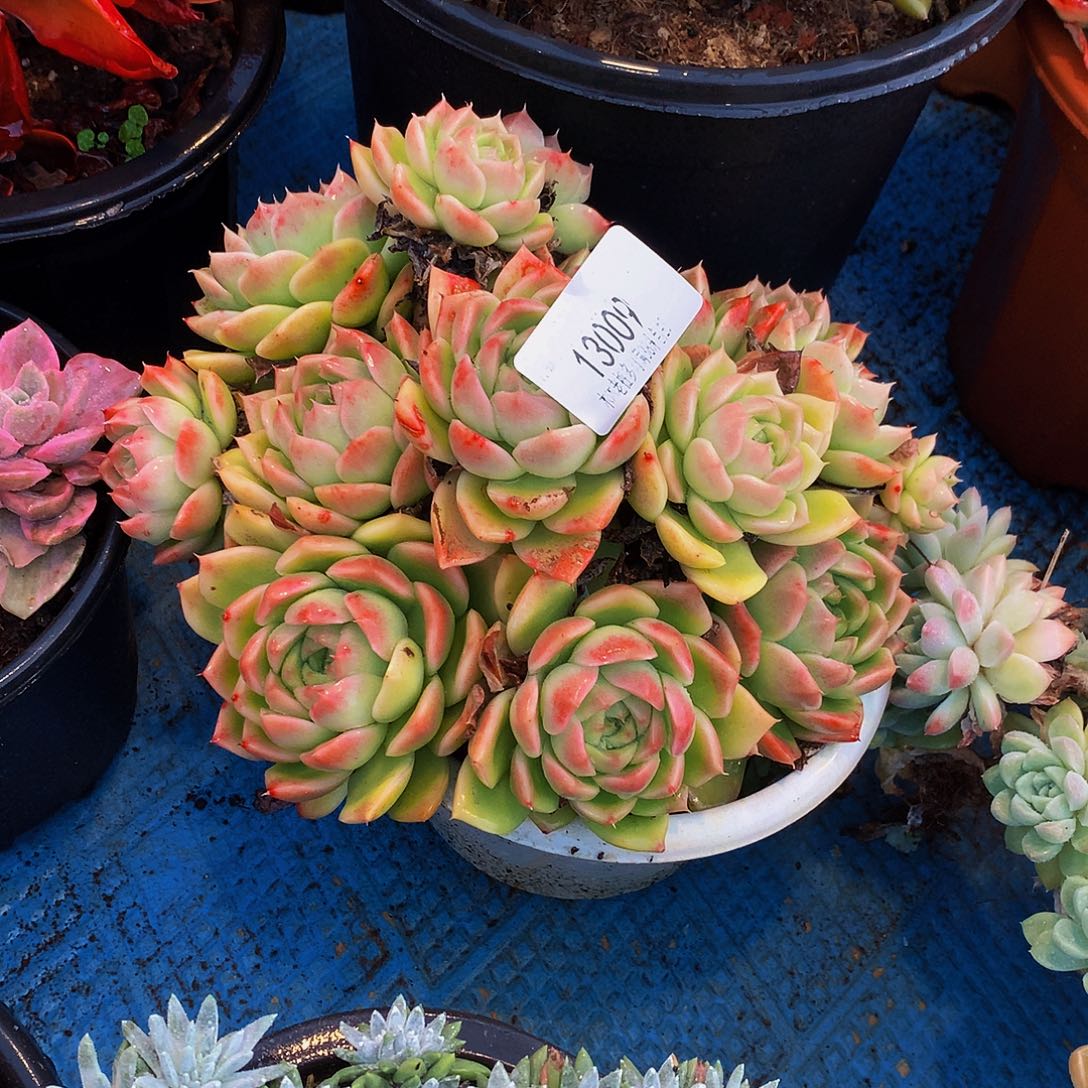 语***儿    麦秆多肉13009