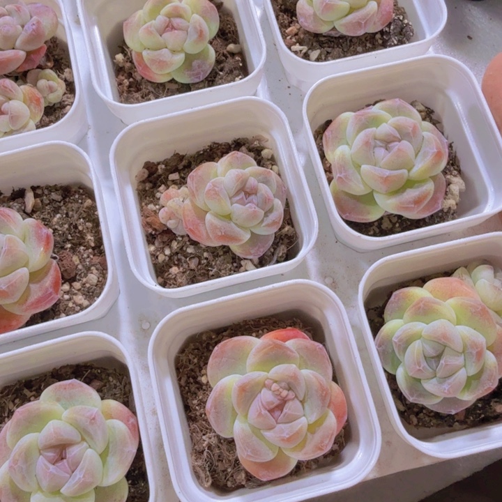 琥珀冰玉福利一颗