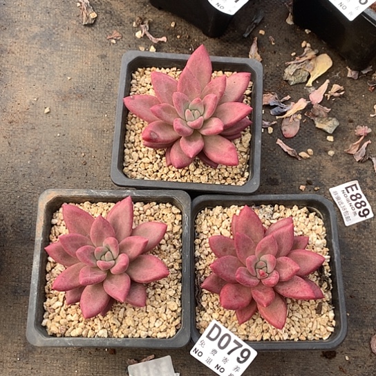 赫菲斯托3颗一起079