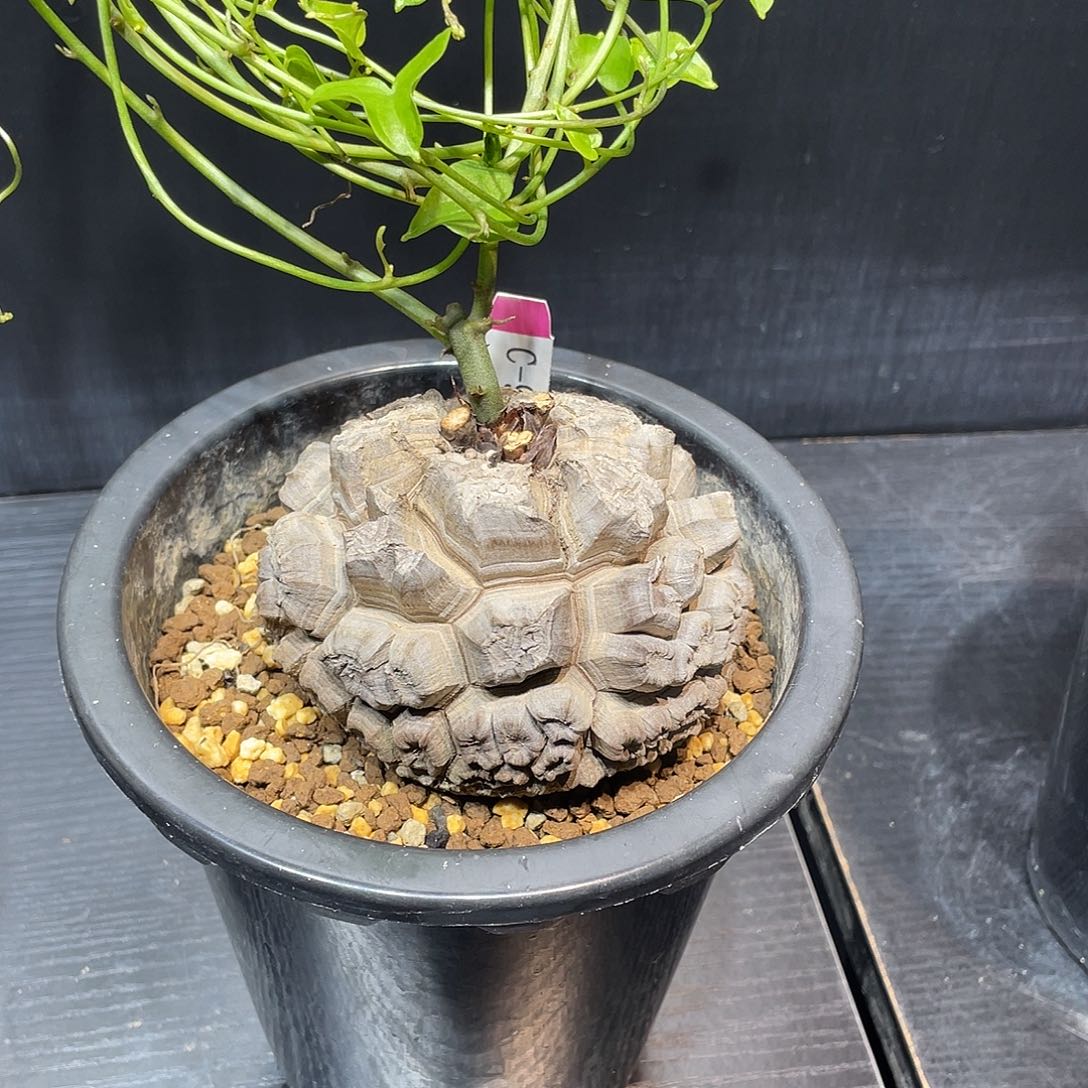 971日系龟甲龙不退换