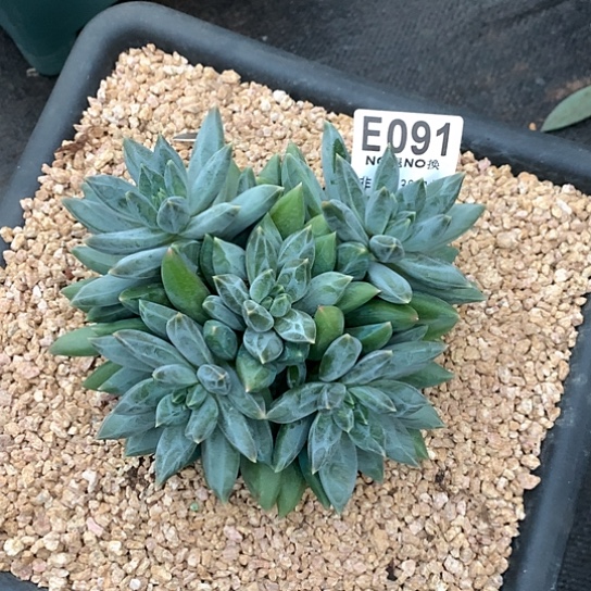 重楼大群091 亏本处理退款拉黑需延迟发货