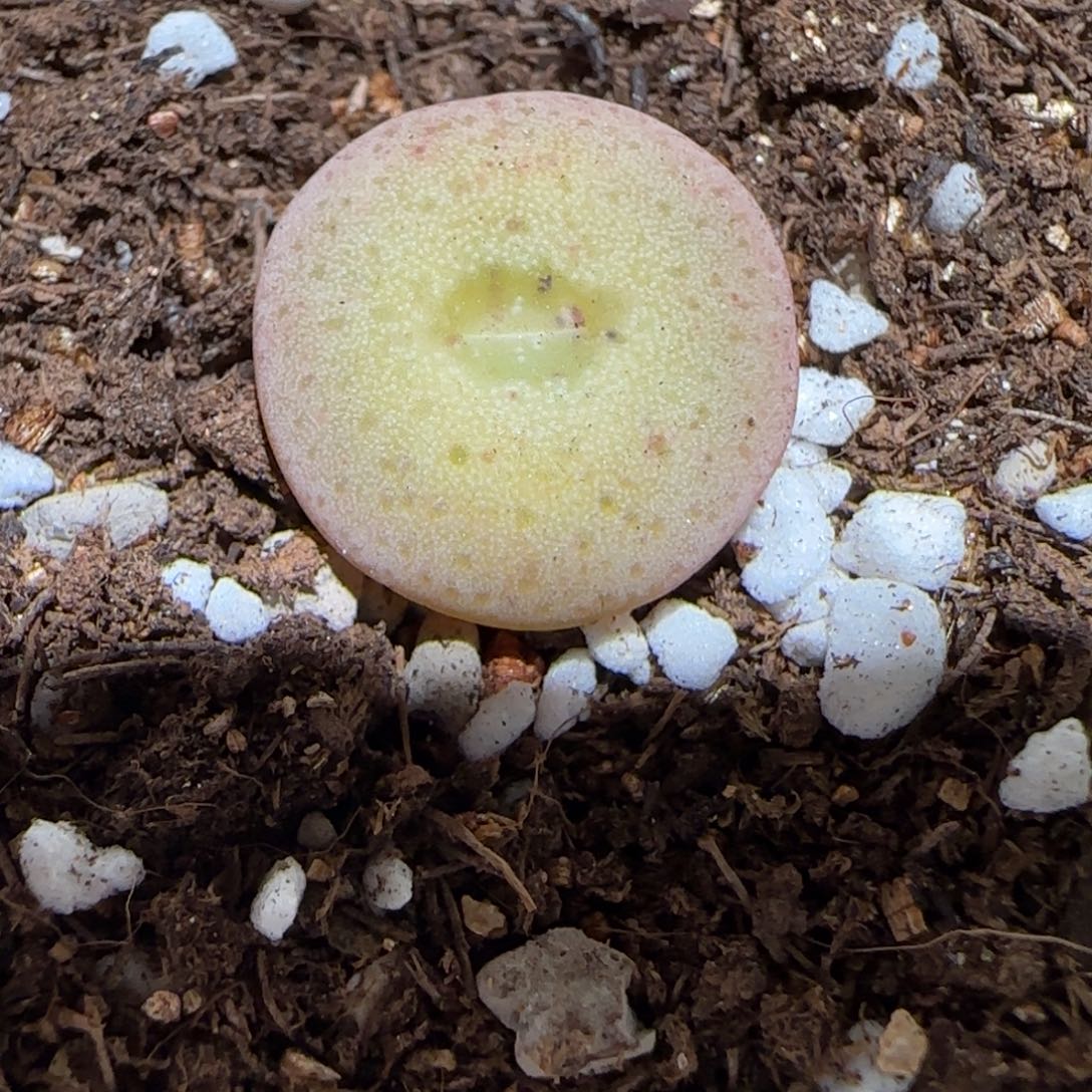 肉锥多肉植物百科-杂交大饼1350