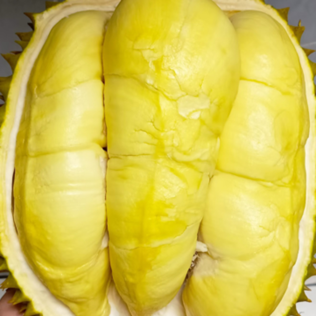 【整果现扒】树熟泰国金枕榴莲新鲜干包黄肉3-9斤核小如果没有整果开40%出肉榴莲同城配金枕泰国