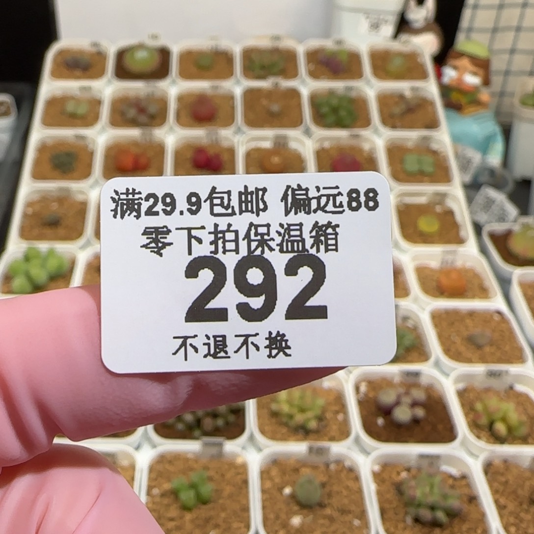 用***3肉锥多肉植物组合-292