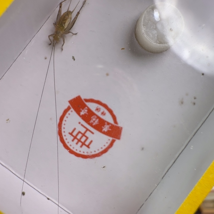 漂亮乌金一只合适