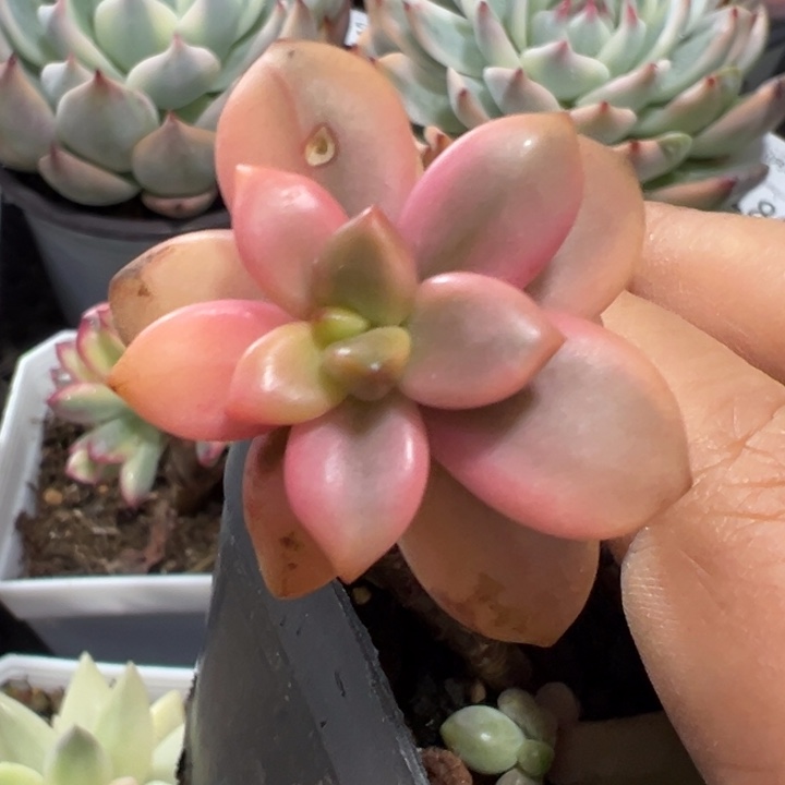 黑美人锦多肉植物617
