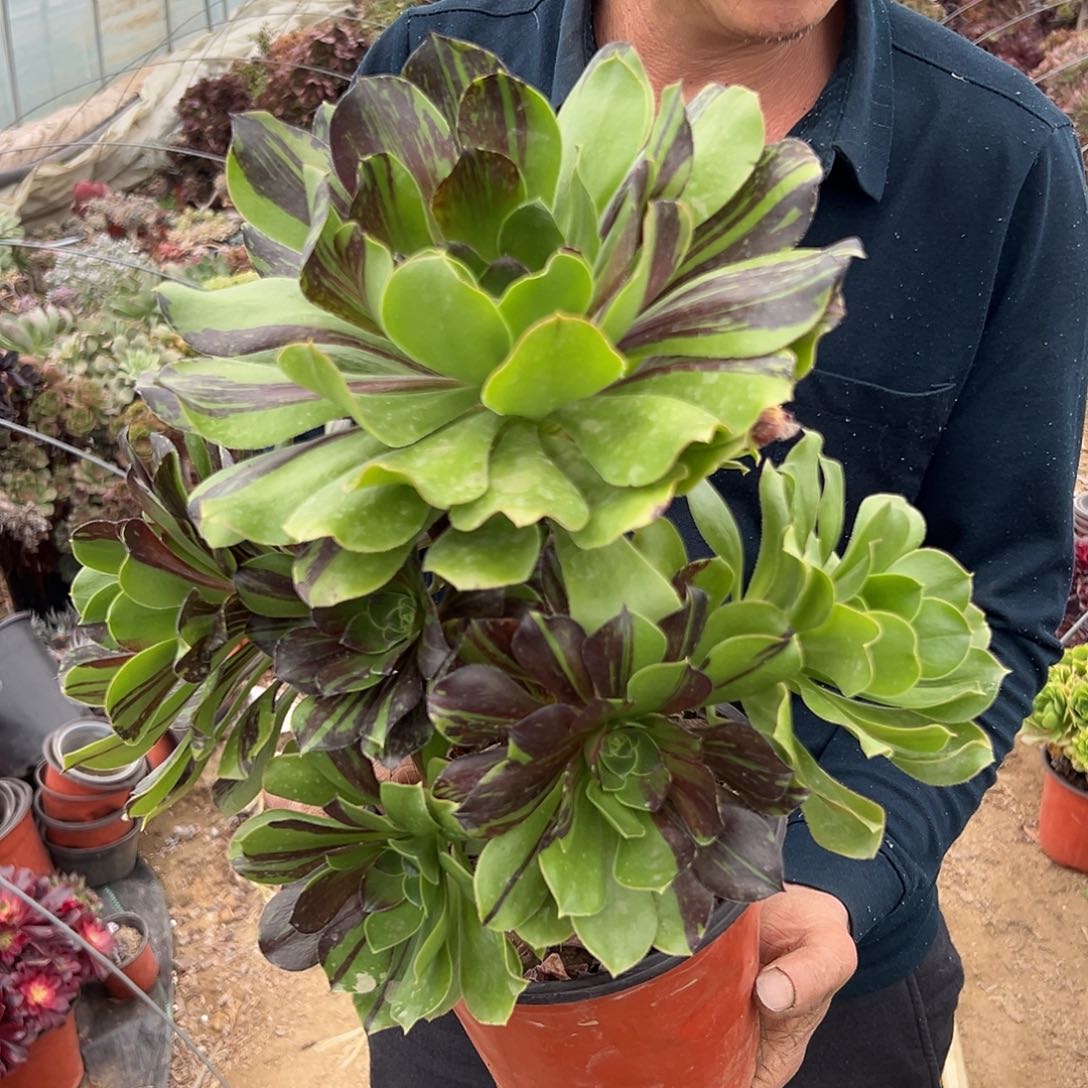 多肉植物巫毒水墨丹青