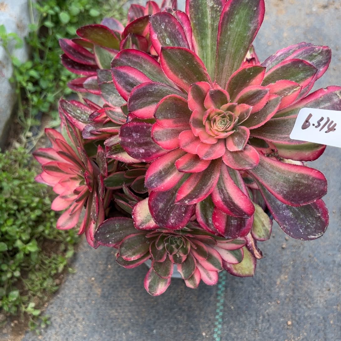 374黑魔锦多肉植物一