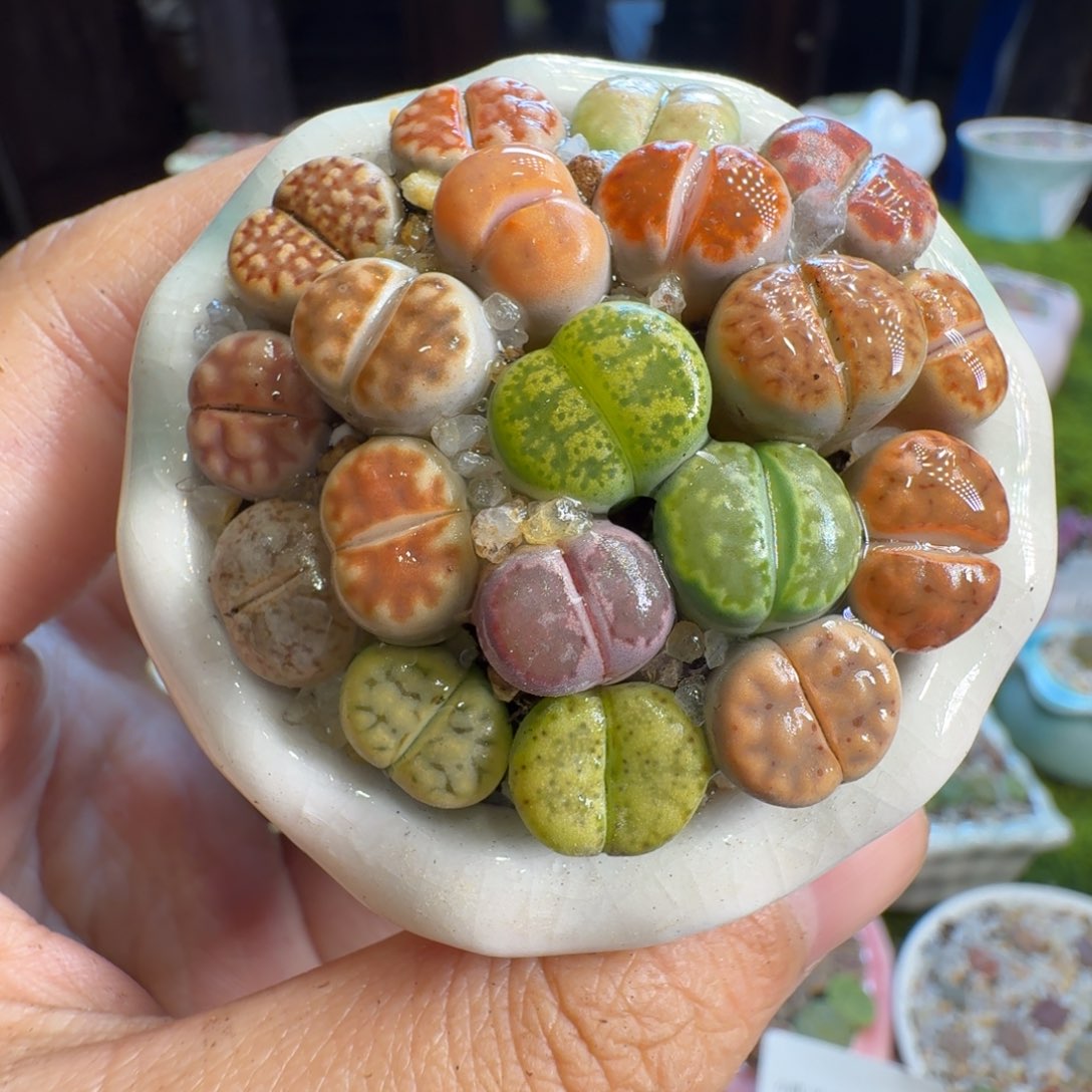 多肉植物福利1322