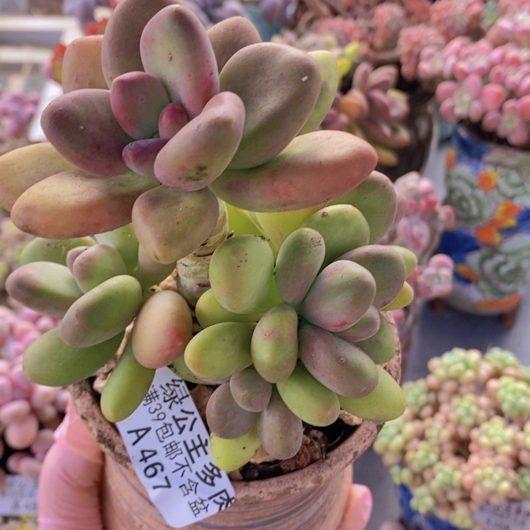 芒果树9cm467多肉植物