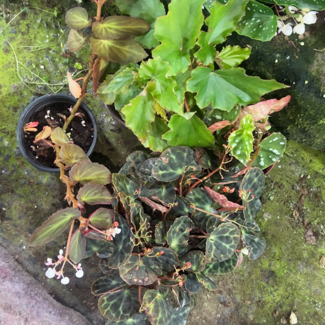 完全开放一物一拍套餐2