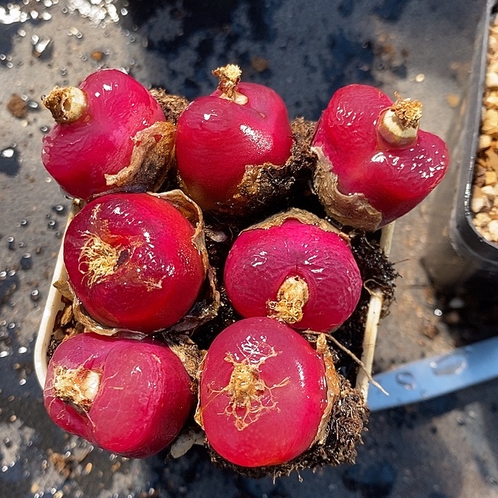 福利一颗1.8厘米大红蟠桃一颗。 