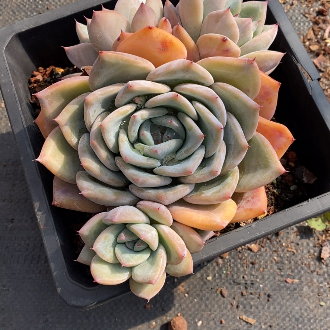 7779杂交多肉老桩基地