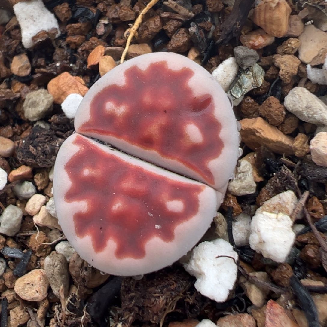 69多肉植物百科知识