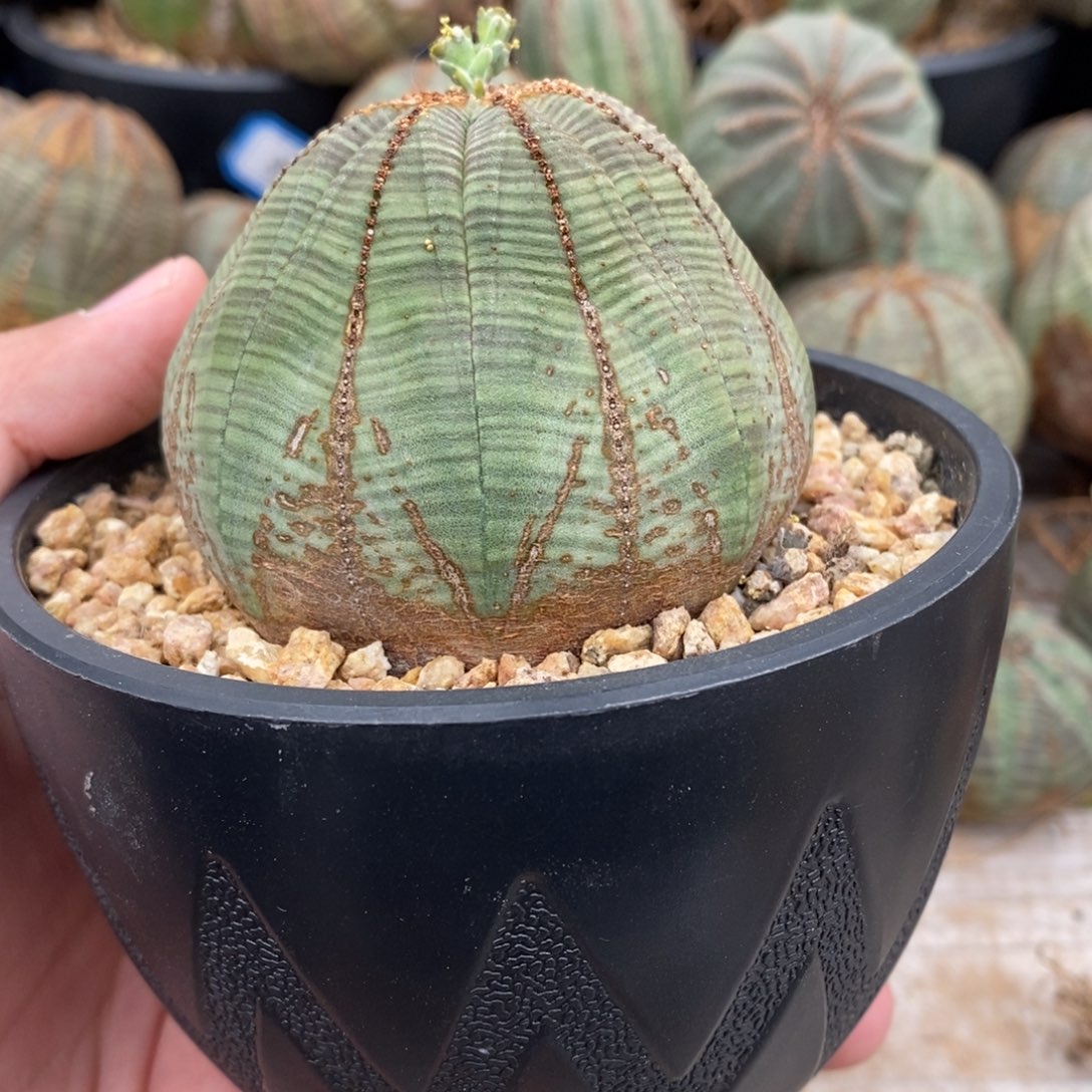 8 欧系实生布纹球多肉植物