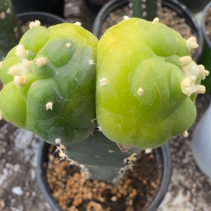 捡漏双头锦苗接仙人球