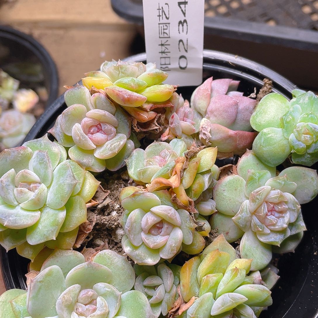 多肉植物多肉植物234