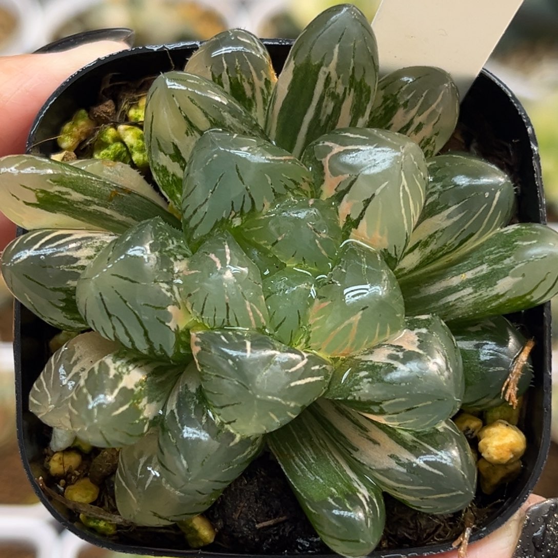 40冰灯玉露锦福利专场