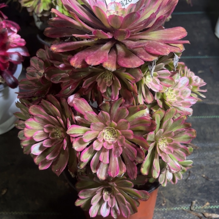 瑞妈一物一拍702