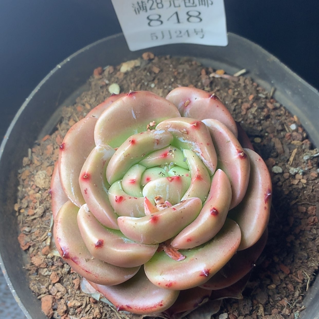 【闪购商品】云848号