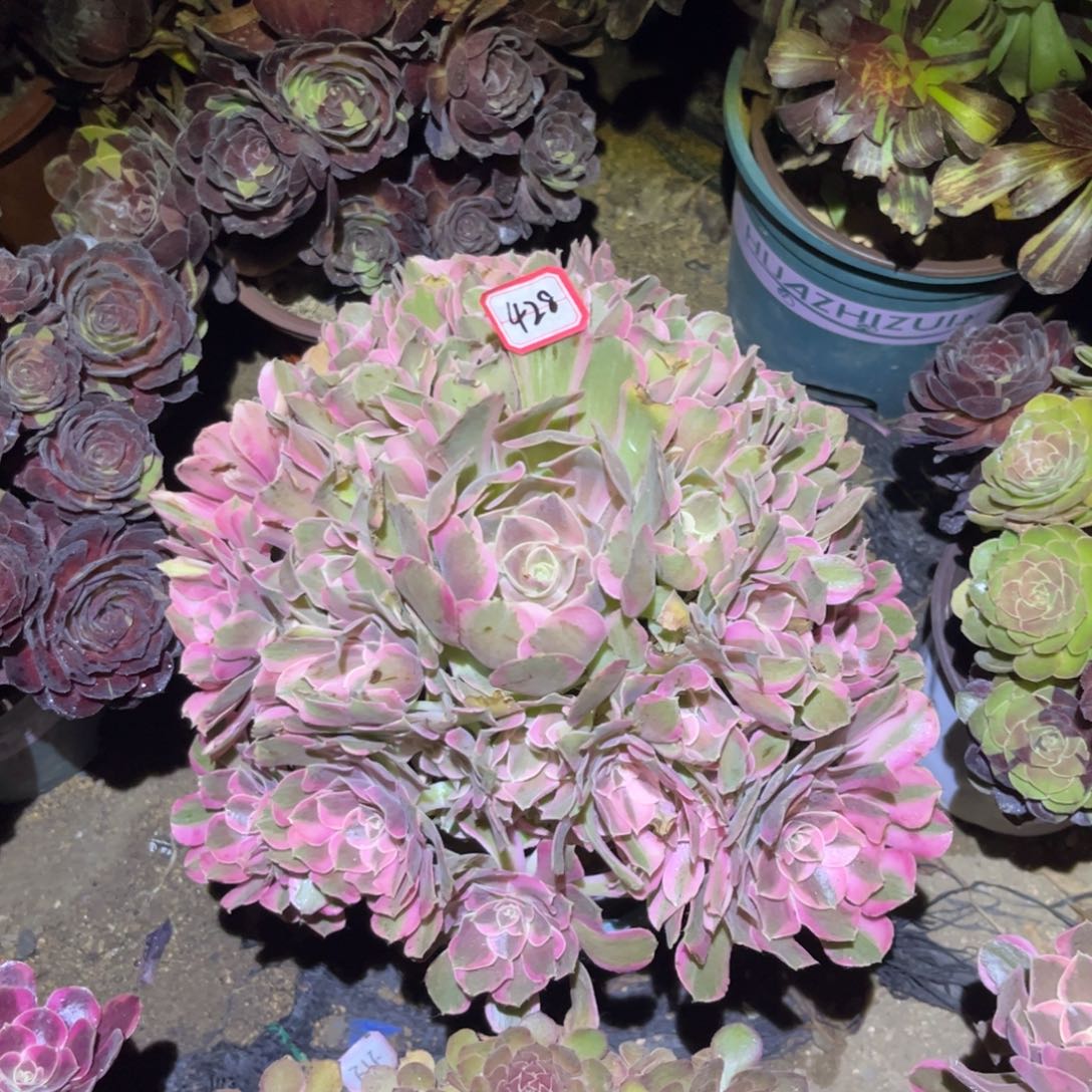 428多肉植物男神法师