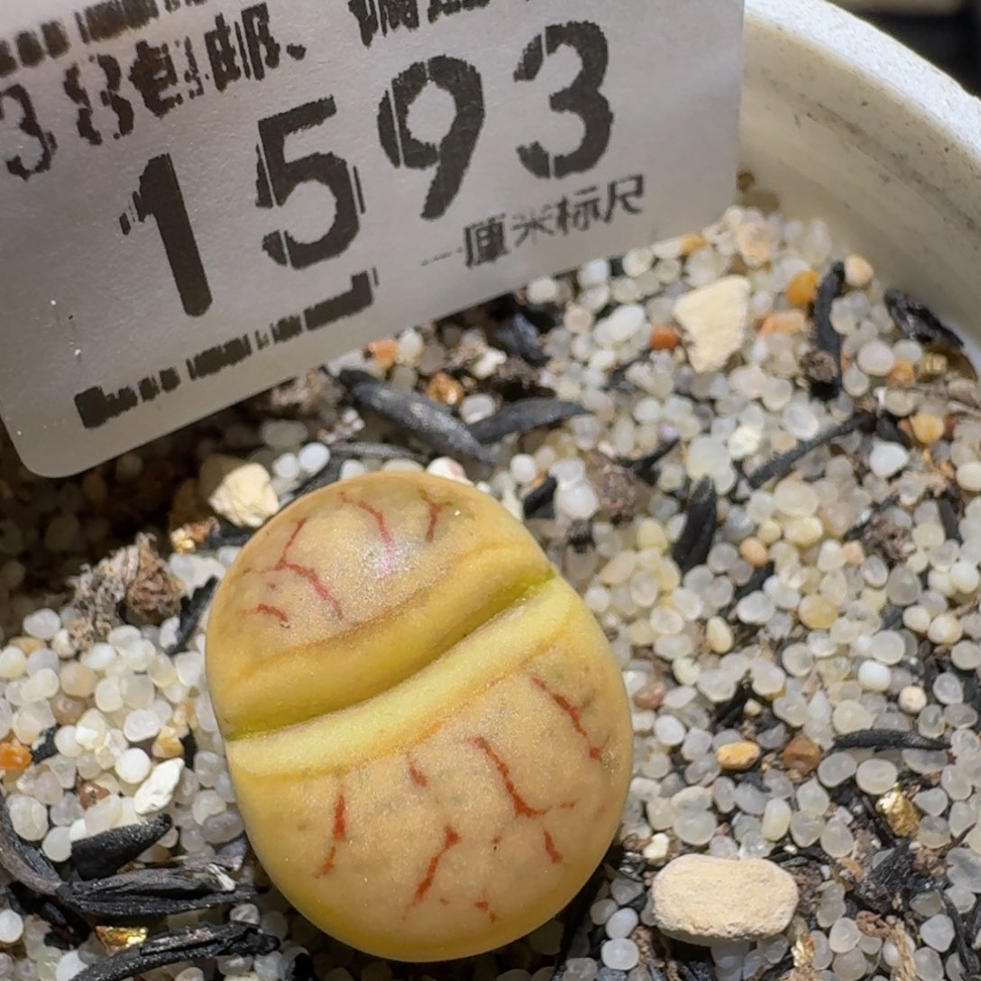 zzzz生石花肉锥1593